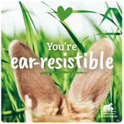 Rabbit Valentine's Day e-Card