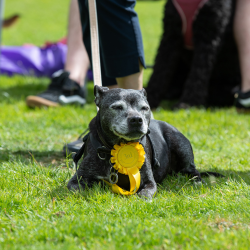 Novelty Dog Show