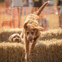 Country Dog Show 2025