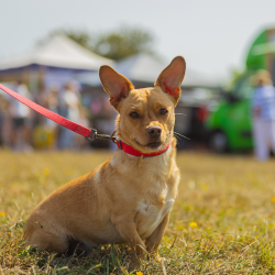 Country Dog Show 2025