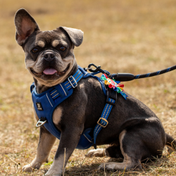 Country Dog Show 2025