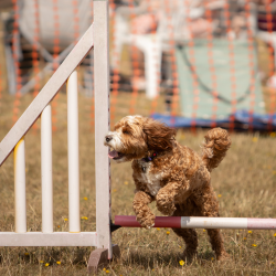 Country Dog Show 2025