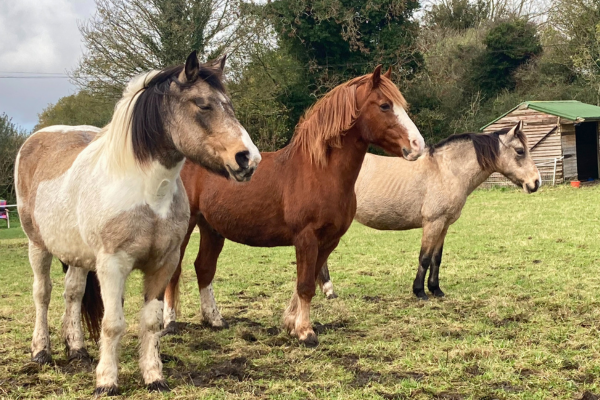 Chelsea, Brandy & Tiger Lily