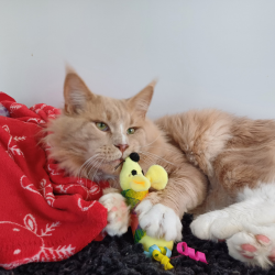 Wrapped Up With Love 2025