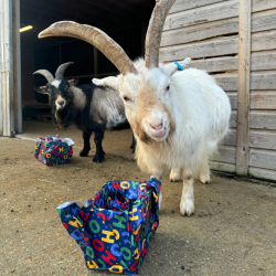 Wrapped Up With Love 2025