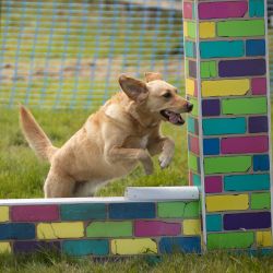 Country Dog Show 2024