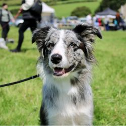 Country Dog Show 2024