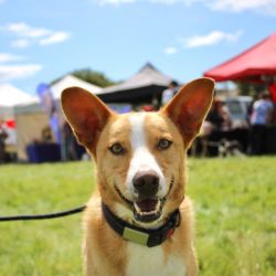 Country Dog Show 2024