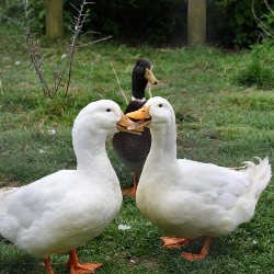 Ducks