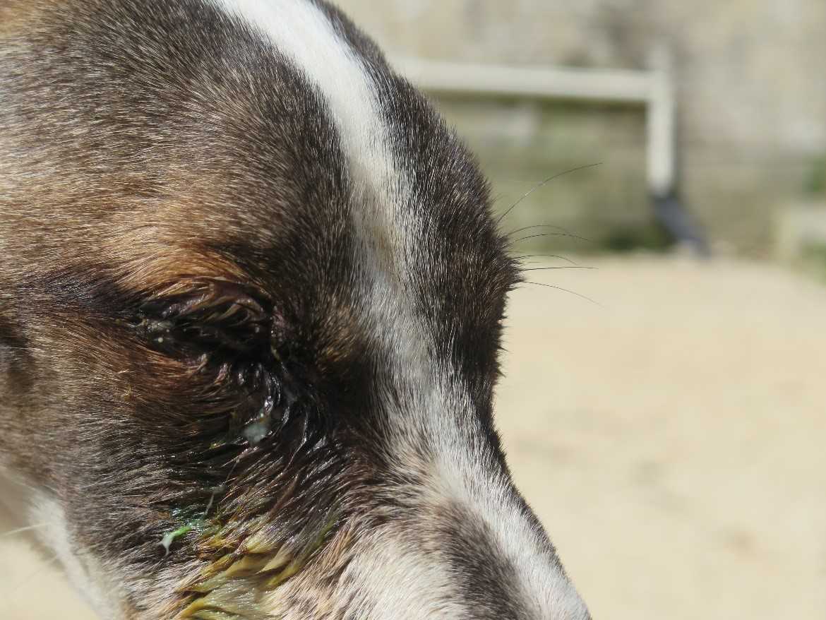 Florence sore and infected eye