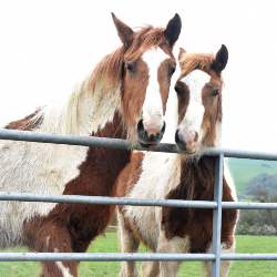 Horses