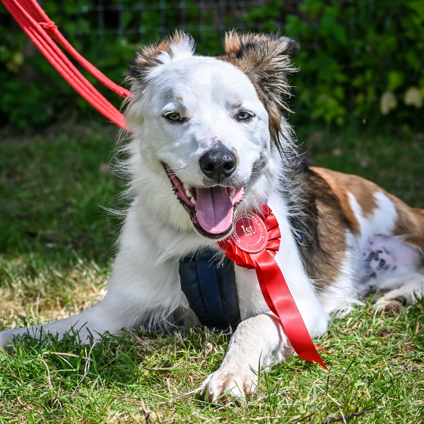 Novelty Dog Show