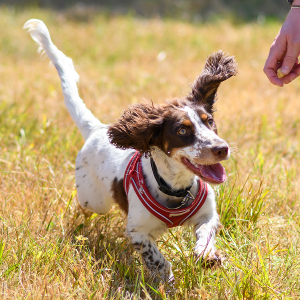 Country Dog Show 2022