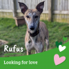 Rufus