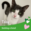 Toby
