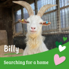 Billy