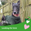 Otis