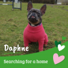 Daphne