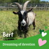 Bert