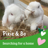 Pixie & Bo
