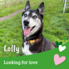Lolly