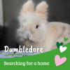 Dumbledore