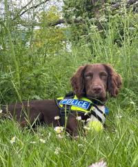 TPD Loxley DS