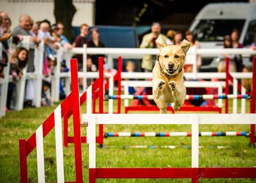 Chagford Show