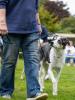 Novelty Dog Show 2024