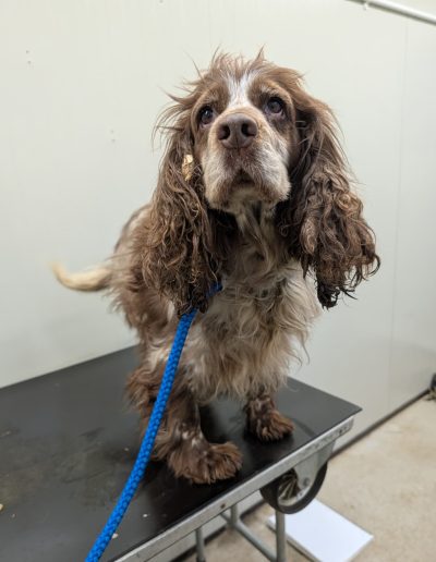 A brown and white Spaniel is looking up towards the camera with dirty and matted fur