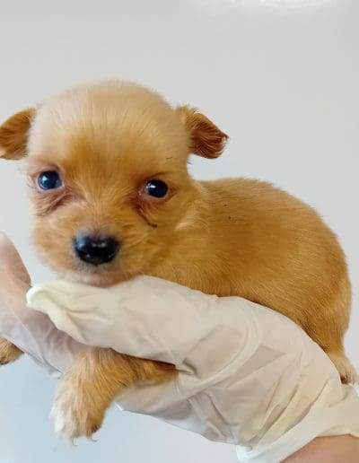 A very young yellow puppy is being held in the palm of a gloved hand, while looking at the camera