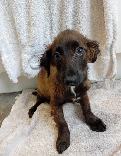 A young brown puppy is staring at the camera with towels on the floor and behind them