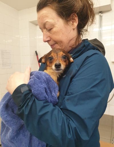 A young brown and white dog is wrapped in a towel, as they are wet after being bathed, while being held by a carer