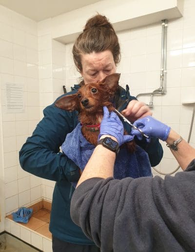 A brown dog with big ears is having their fur clipped, while being held by a carer