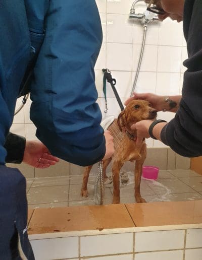 A tan dog is being washed down in a shower area, while two carers bathe them