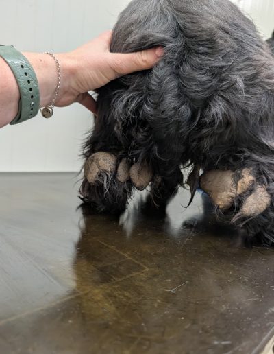 A photo of the back of a black dog who has faeces and dirt embedded in their fur