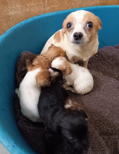 A white and tan dog is looking up the camera, surrounded by white, brown and black puppies in a dog bed