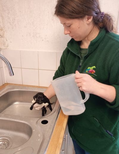 A very small, young black puppy is being bathed in a sink with a jug of water