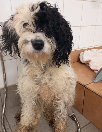 A white and black curly-haired dog is looking at the camera with matted and dirty fur
