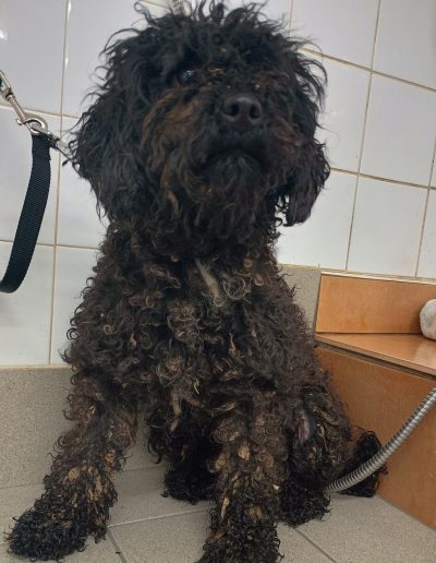 A black dog is looking up with very matted and dirty fur