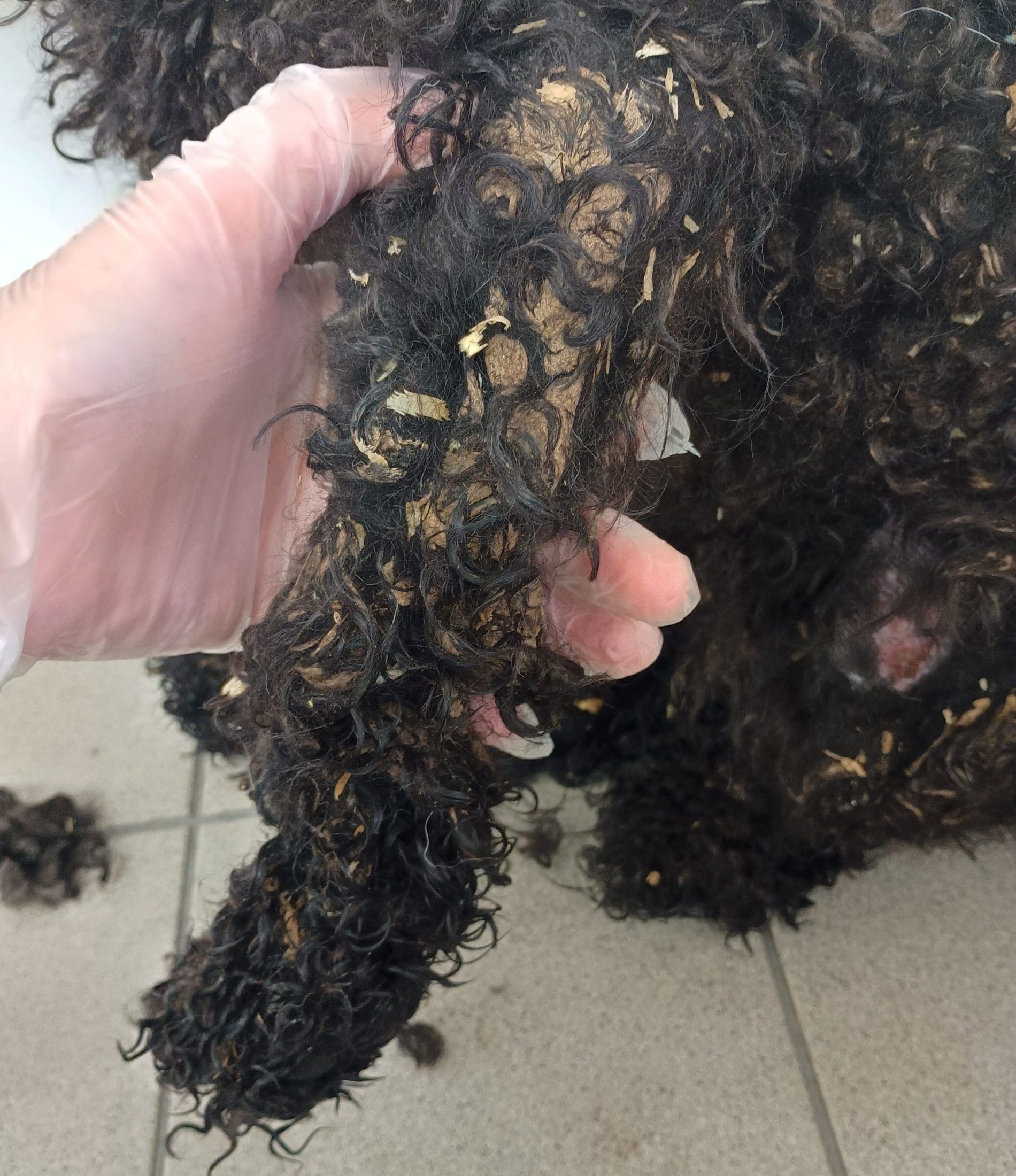 Another Call for Help A close up image of a black dog's matted fur, with evidence of faeces embedded in the fur