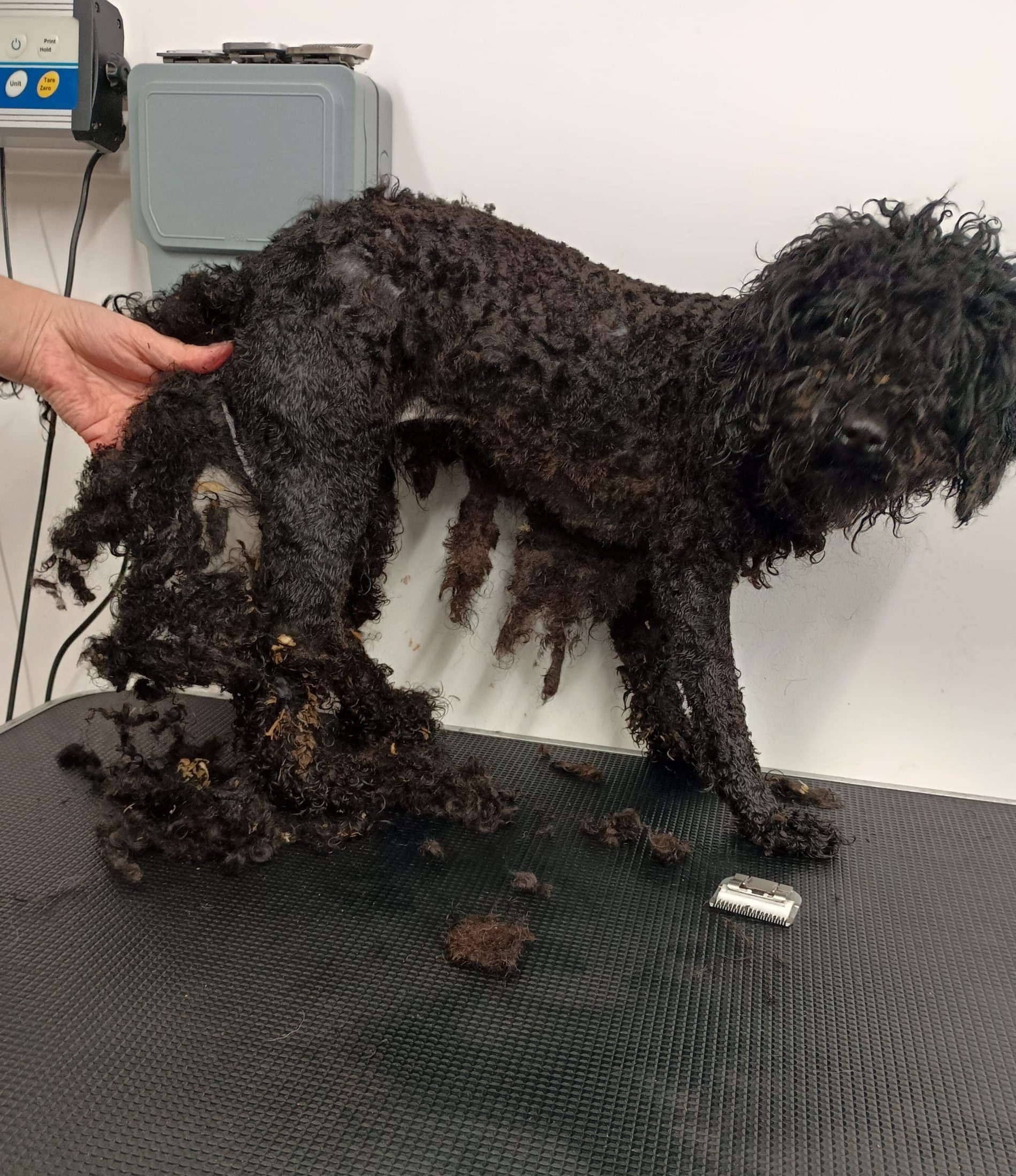 Another Call for Help A black dog is stood side on, looking at the camera, while being groomed. Their fur is very matted and in poor condition.
