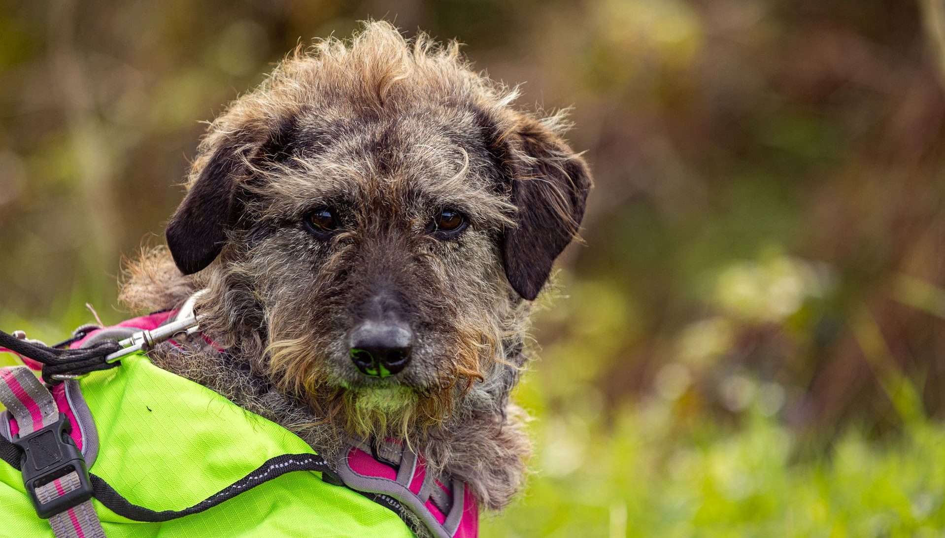 Sponsored Walkies A brown, rough-haired Lurcher is looking at the camera with a high vis coat on