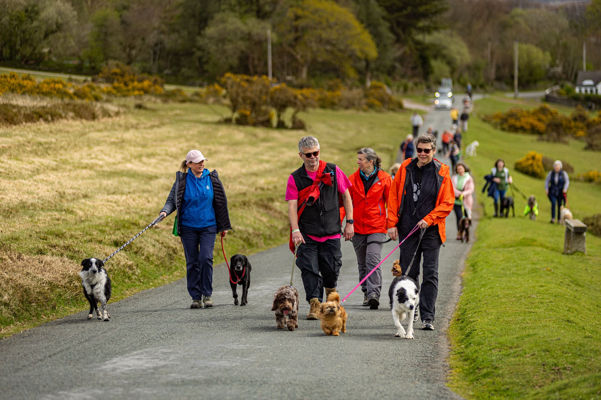 SW26 A group of people are walking their dogs in the countryside, surrounded by green fields, with their dogs