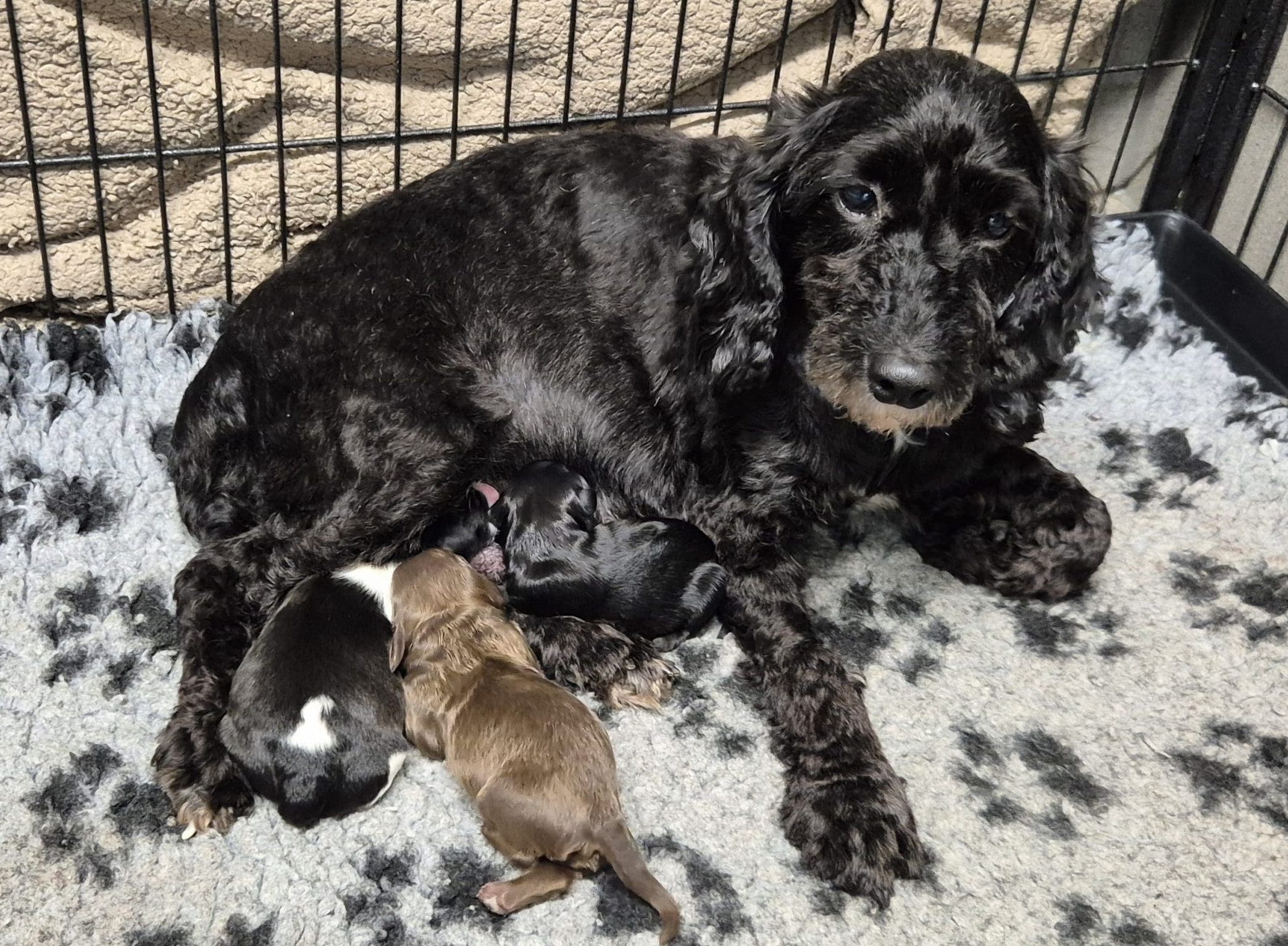 Mary and her Puppies A close up image of a black dog's matted fur, with evidence of faeces embedded in the fur