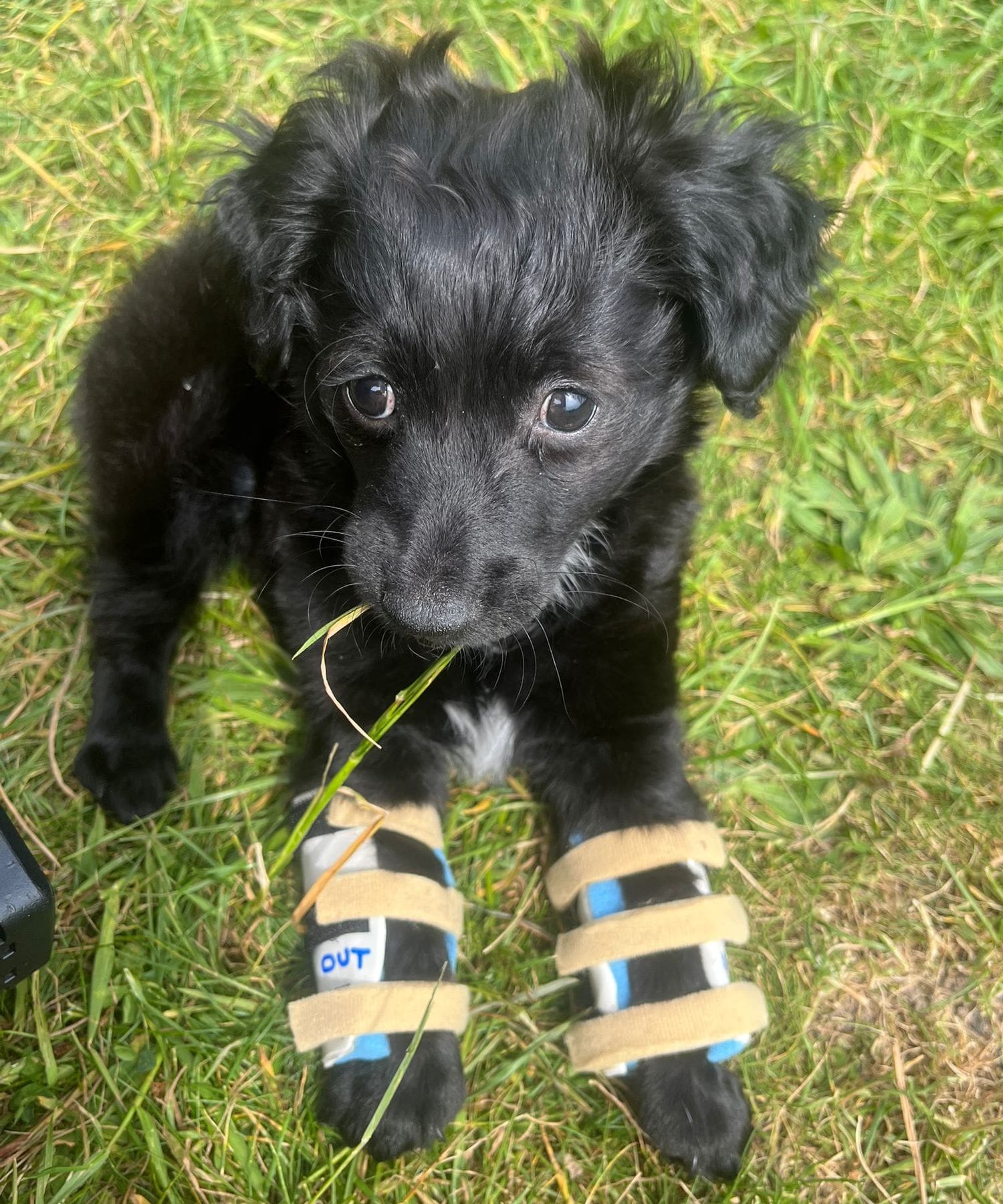 Nala