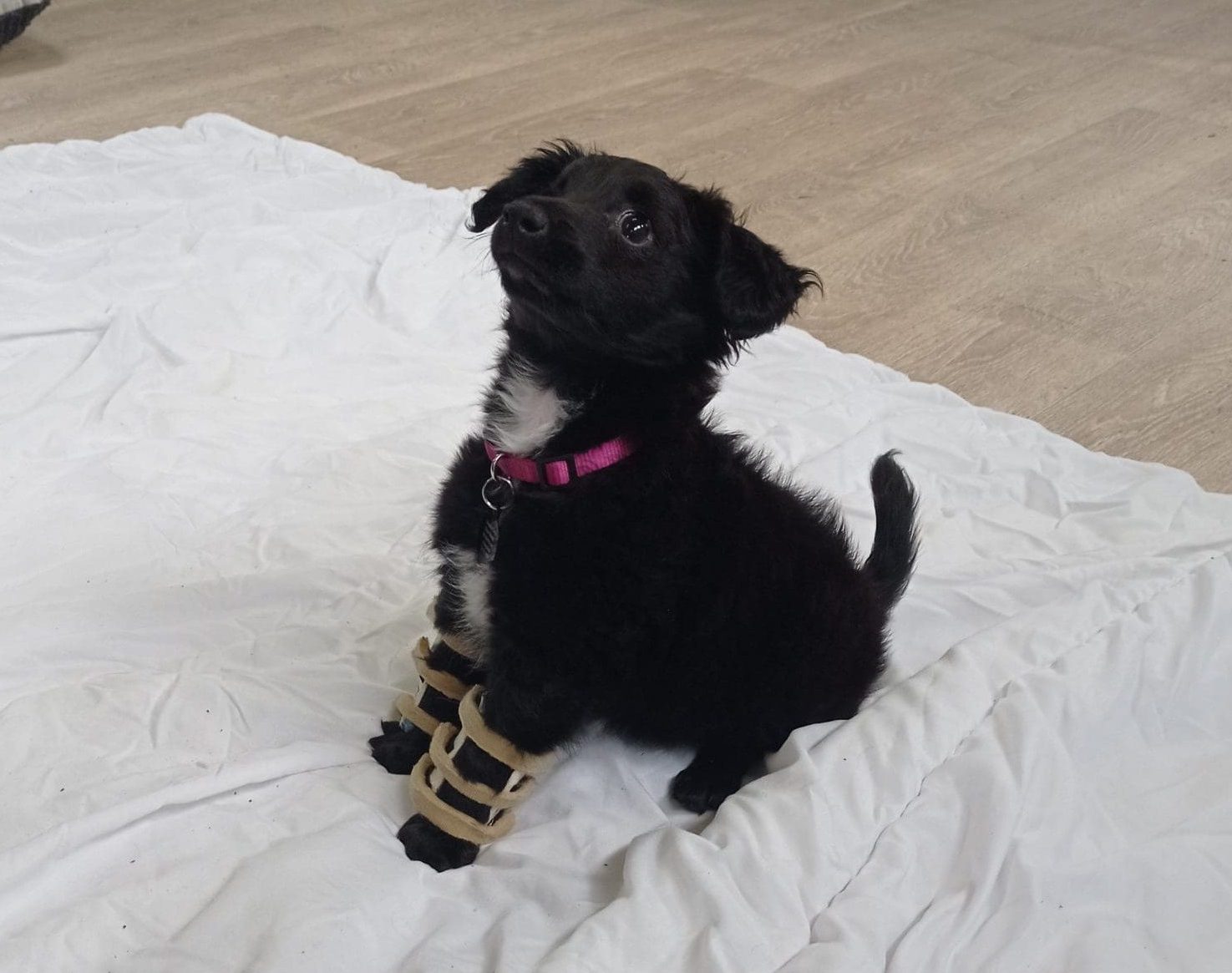 Nala with Splints A close up image of a black dog's matted fur, with evidence of faeces embedded in the fur