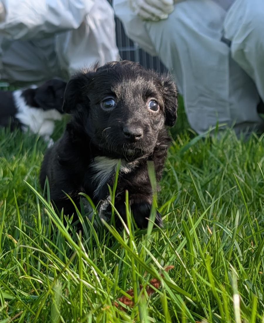 Pup