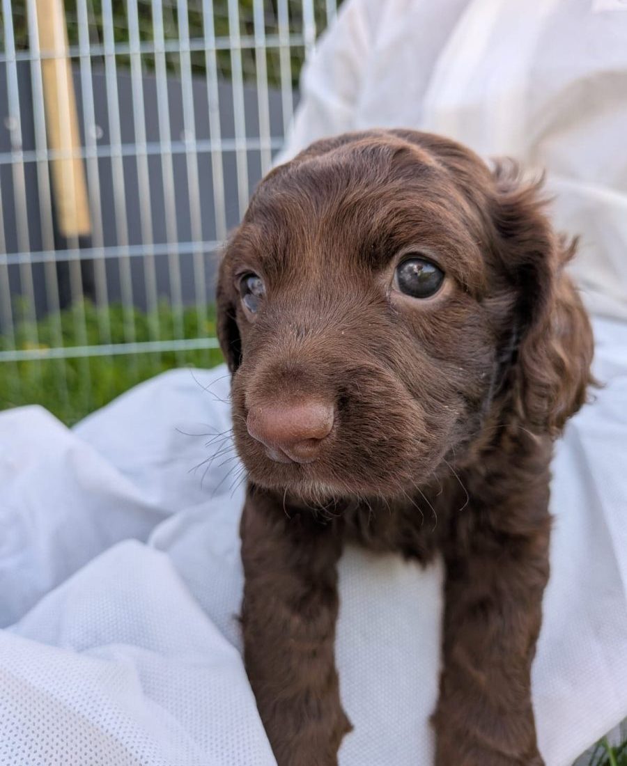 Puppy