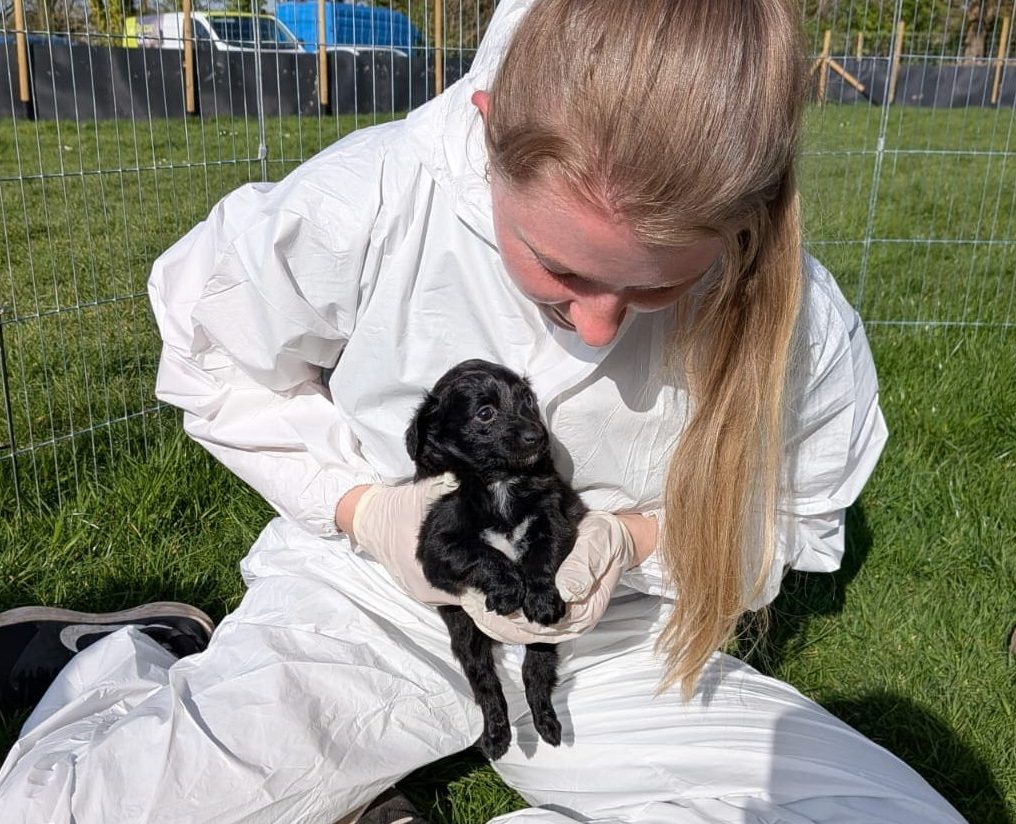 Lauren with Nala A black dog is stood side on, looking at the camera, while being groomed. Their fur is very matted and in poor condition.